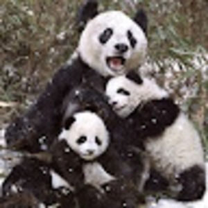 Meet your Posher, Grace